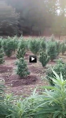 High quality marijuana