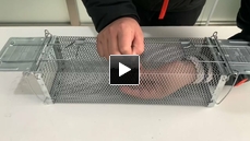 Rat Trap