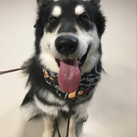 Tip Top K9 Norman Dog Training