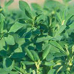 ALFALFA POWDER