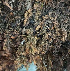 WHOLESALE SARGASSUM SEAWEED/ Ms. Stella:  84 345057499