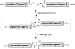 Long Peptide Sequences