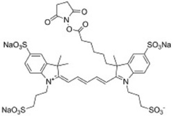 AF647 NHS Ester