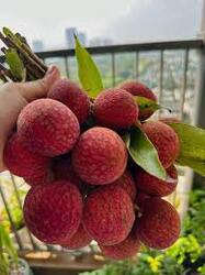 Lychee