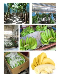 Banana Cavendish fresh fruit