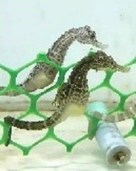 Seahorse - Hippocampus Abdominalis