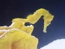Seahorse - Hippocampus Reidi