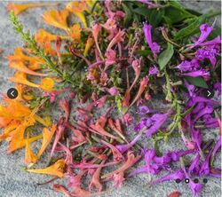 Agastache Seeds, Fragrant Delight Mix