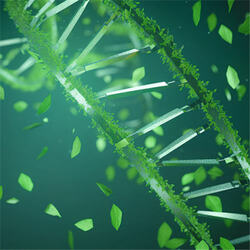 For Biodiese Lipase