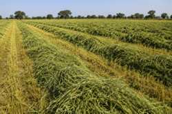 Rhodes Grass Hay from Pakistan – Bulk Animal Fodder