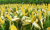 Resistant DextrinSoluble Corn FiberPowder