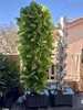 Hot Sale Hydroponics Growing Tower Garden Vertical Hydroponic Grow Tower System